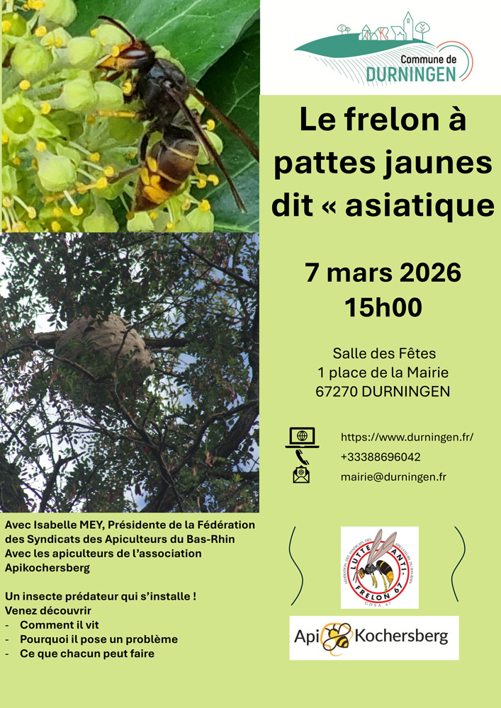 Le frelon à pattes jaunes dit 