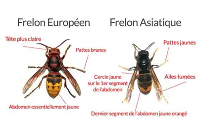 Lutte contre le frelon asiatique