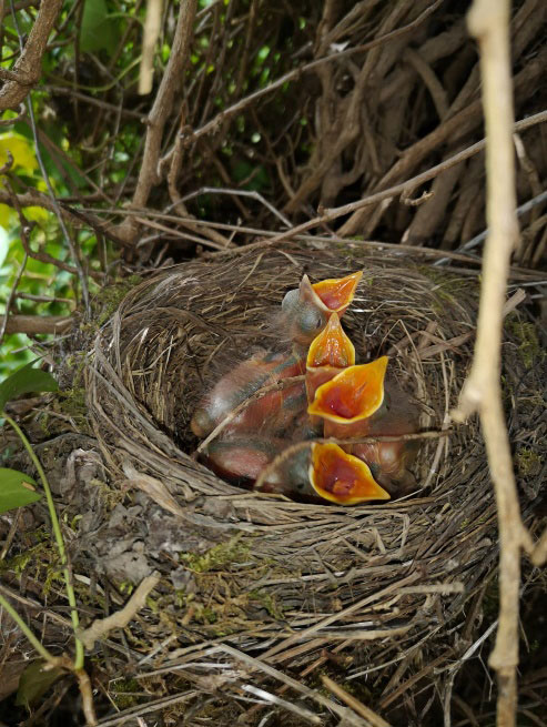 oiseaux dans un nid